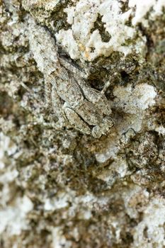 Praying Mantis on the rock in tropical forest. Mantis disguise or camouflage as a stone. Closeup and copy space.