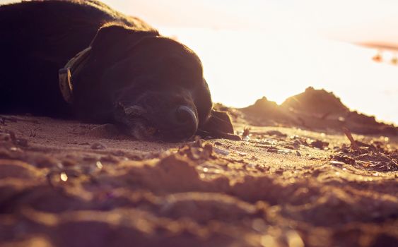 Old black dog sleeping on the beach 
