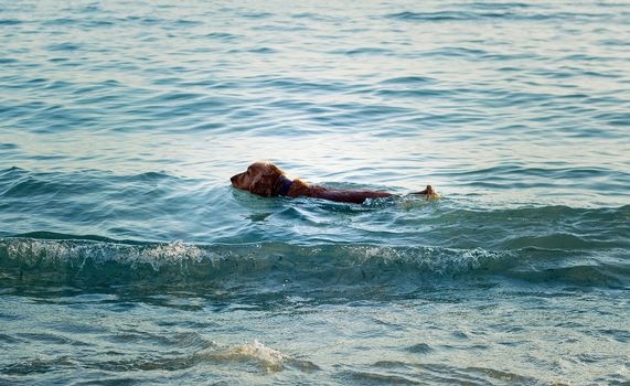Cocker spaniel swimming at the beach 