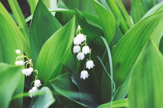 Spring flowers - snowdrop in the garden 