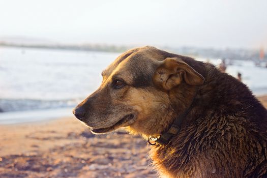 Old stray dog cooling himself on the beach 