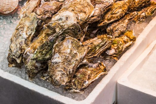 The oyster fresh on a white foam box with ice in Kuromon Ichiba Market. Japan.