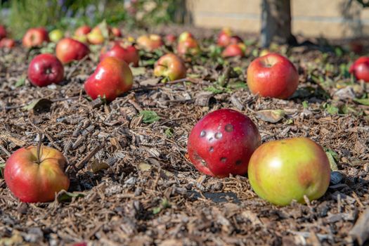 Rotten apples background. Red apples fell from tree on ground in garden