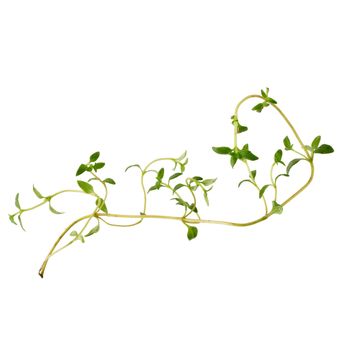 Thyme fresh herb isolated on white background.