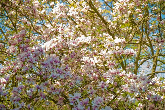 red and white blossoming magnolia in autumn