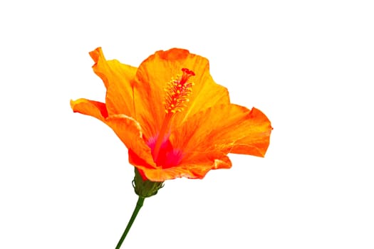 Orange hibiscus flower is blossoming isolated on white background.