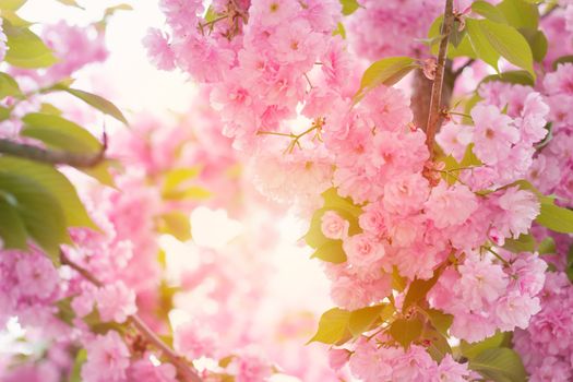 Cherry pink blossoms close up; blooming pink cherry tree with sunshine coming through brances; Spring floral background