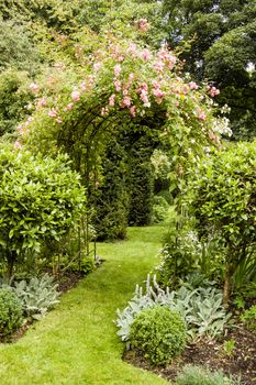 Pink roses blooming over an archway in an English garden during the summer.