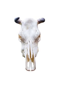 Head cow skull with horns isolated on white background popular used home decorate.