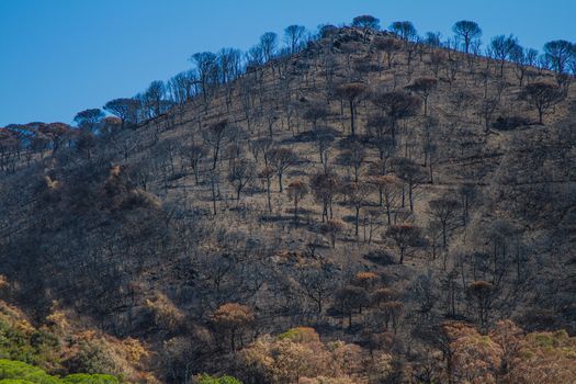 The devastation from the France bush fires in 2017