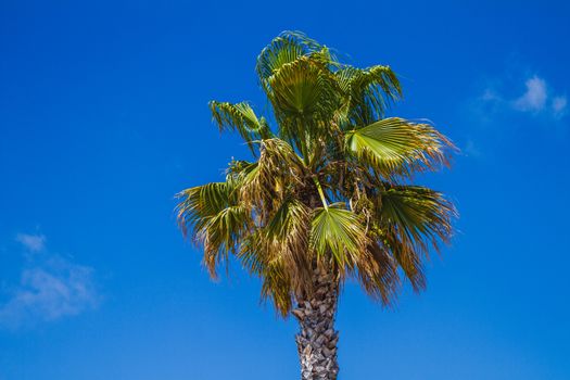 Th top of a palm tree