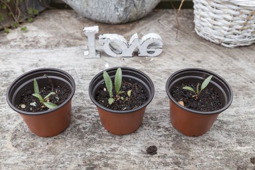 growing young plants after sowing them yourself on a table in the garden with love