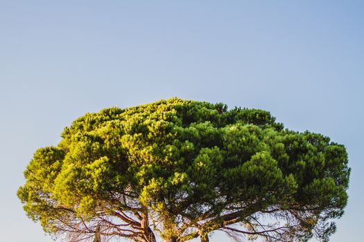 The top of a tree