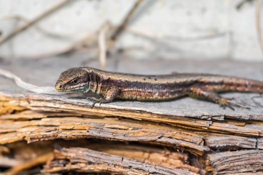 A small lizard walks through the rotten remains of a tree in search of food