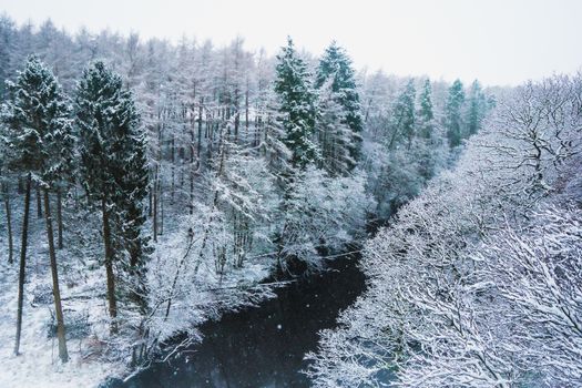 A Forest Covered in Snow in the UK
