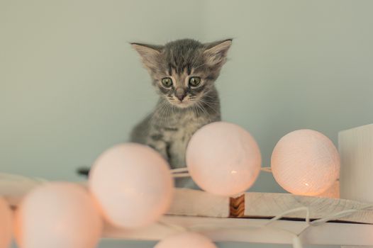 little kitten and a garland of light bulbs