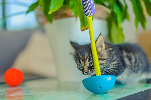 kitten rubs against a multi-colored roly-poly toy