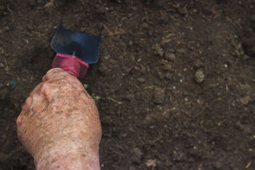 Close up of a hand of a old man holding a trowel, gardening concept