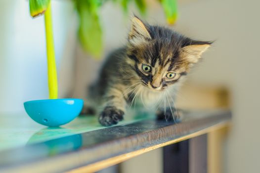 striped kitten sits on a table near a tilting toy