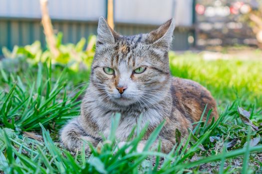 Street cat lies in the dense grass in the shade, hiding from the daylight