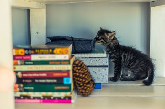 gray striped kitten on a white shelf with books and a fir cone