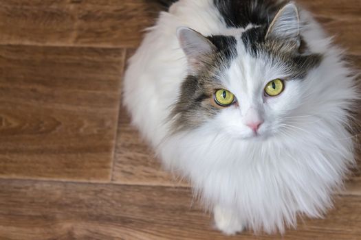 White and fluffy cat of Siberian breed, looks big yellow eyes