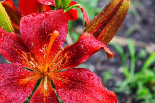 Drops of water after a rain on petals of a flower of a red violet lily