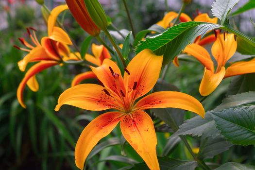 Beautiful flower of a yellow lily in the garden with raindrops on delicate petals