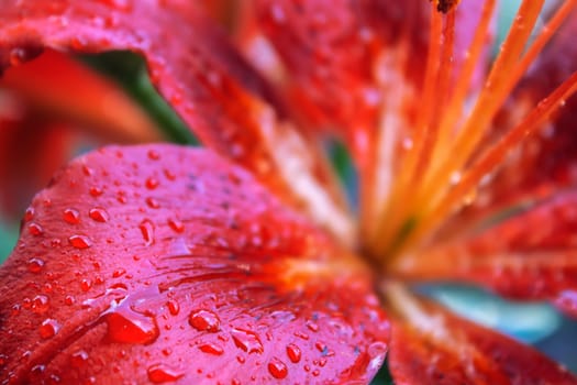 Lilies of red and lovely tender petals with raindrops on them