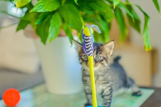 kitten sniffs a toy tumbler near a flowerpot with a plant