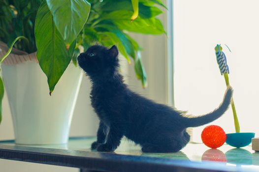 black kitten sniffs a flower in a pot, sitting on a table near toys
