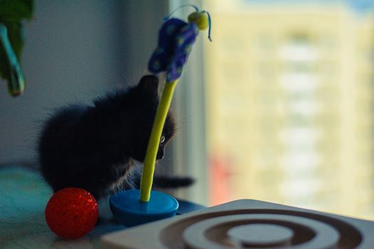 black kitten is played with a roly-poly toy and a red ball on the table near the window