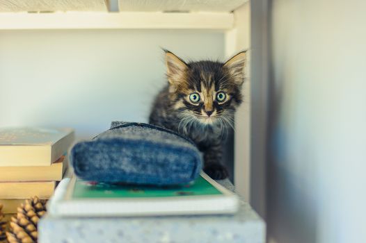 gray striped kitten with big eyes sits on white shelves