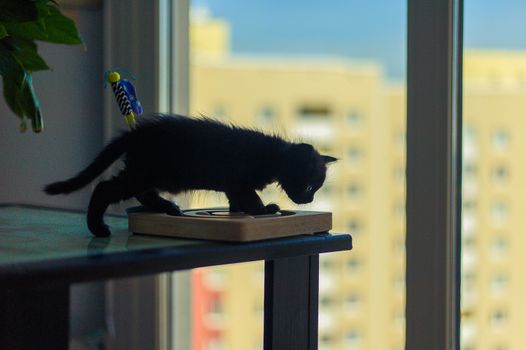 black silhouette of a kitten on a table near a large window