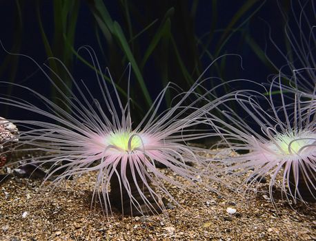 Various brightly colored anemones, tentacles, dark background