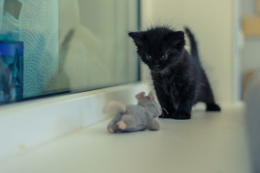 black kitten is played on the windowsill with a toy gray mouse