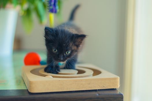 funny little black kitten is played with a wooden toy