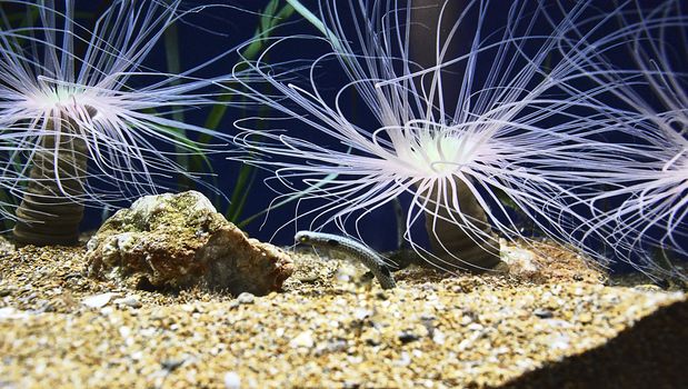 Garden eel surrounded by anemones, colorful, rocks, sand