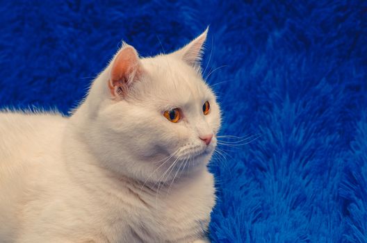 big white cat sitting on blue