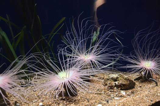 Various brightly colored anemones, tentacles, dark background