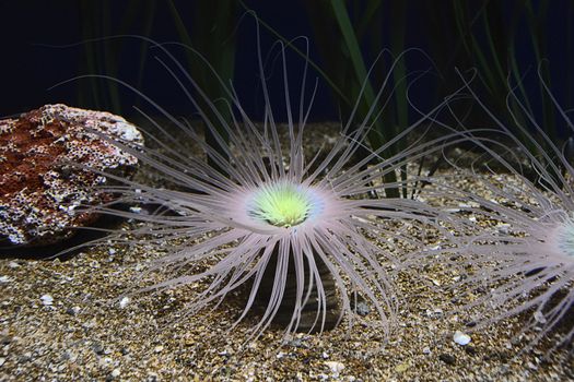 Various brightly colored anemones, tentacles, dark background