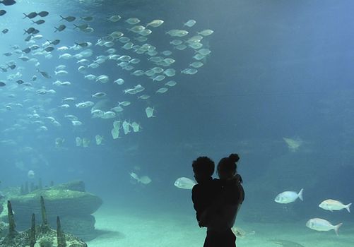 Mother and son looking through the glass at the fish Colors of nature, shark