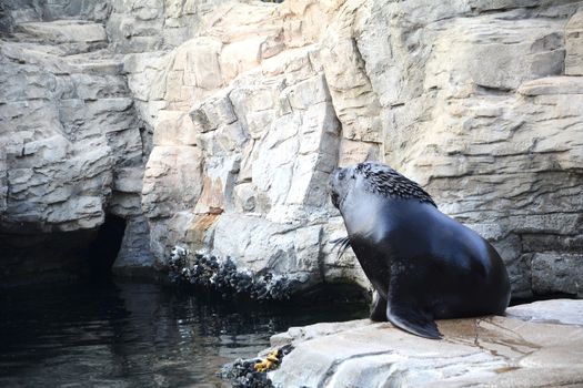 Sea lion on the rocks, lonely, water, black