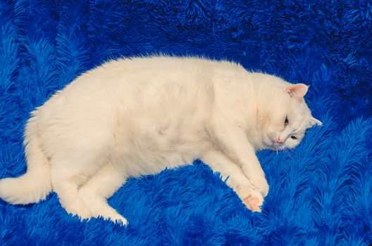 funny white big cat and blue bedspread