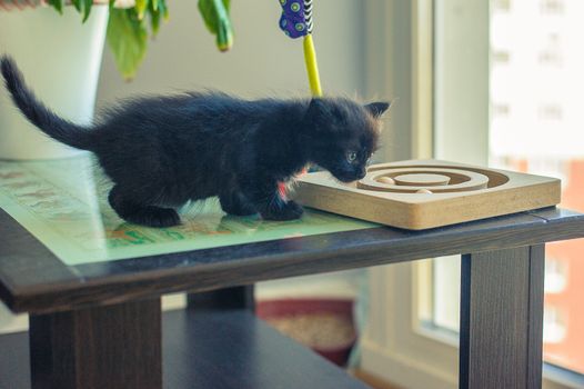little black kitten sniffs his favorite toys on the big table