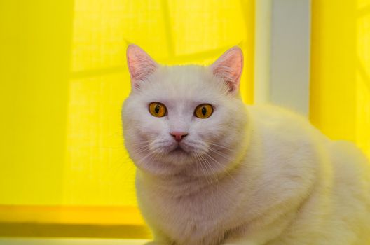 big white cat sitting near the window with yellow window blind