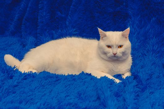 white cat are sitting on a blue blanket