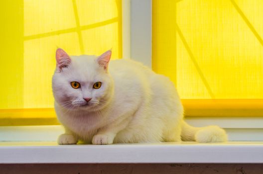 A beautiful white home cat sits on a windowsill in front of a yellow curtain