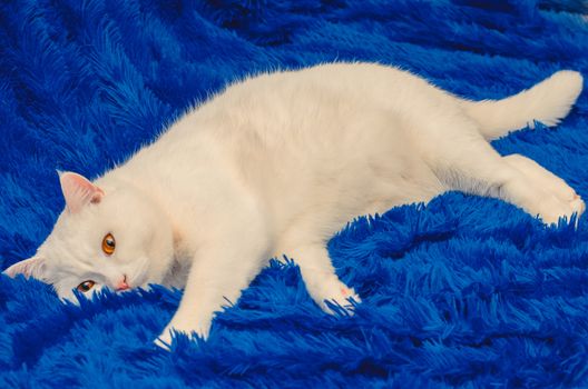 cute white cat with yellow eyes on a blue background