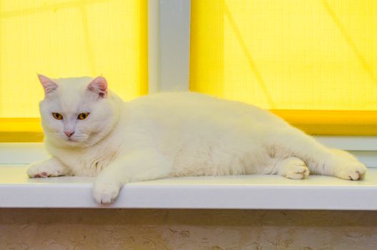 Beautiful white cat cat lying on window sill.